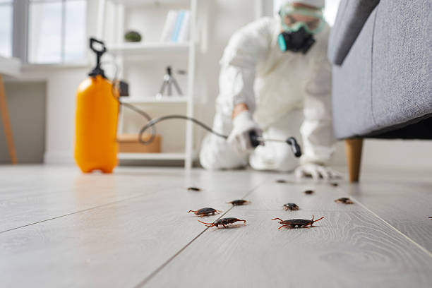 Post-Treatment Bed Bug Interceptor Monitoring in Commerce